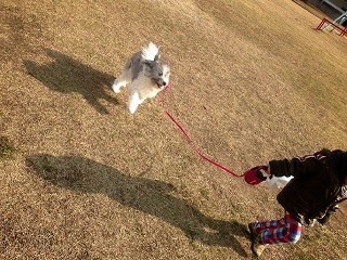 PONさん 公園で犬と遊んでいるところ